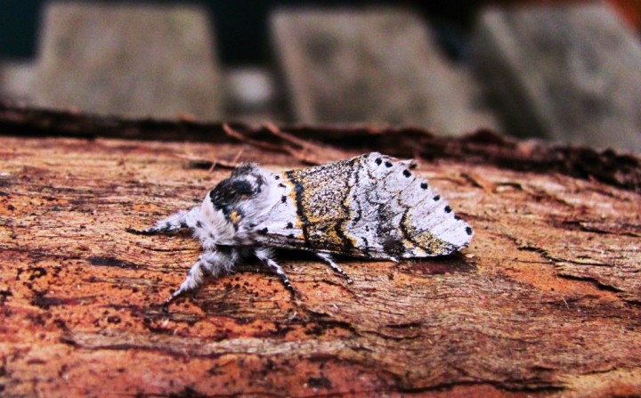 Sallow Kitten Copyright: Graham Smith