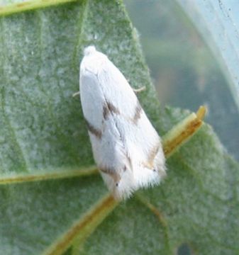 Pseudopostega crepusculella. Copyright: Stephen Rolls