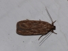 Depressaria daucella Copyright: Peter Furze