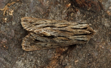 Sprawler Asteroscopus sphinx Copyright: Graham Ekins