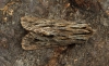 Sprawler Asteroscopus sphinx