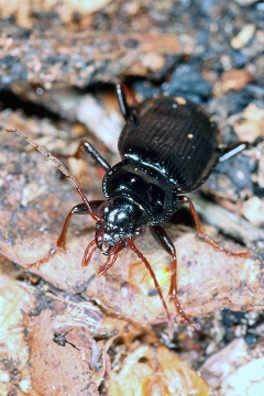 Nebria brevicollis - 2 (8 May 2011) Copyright: Leslie Butler
