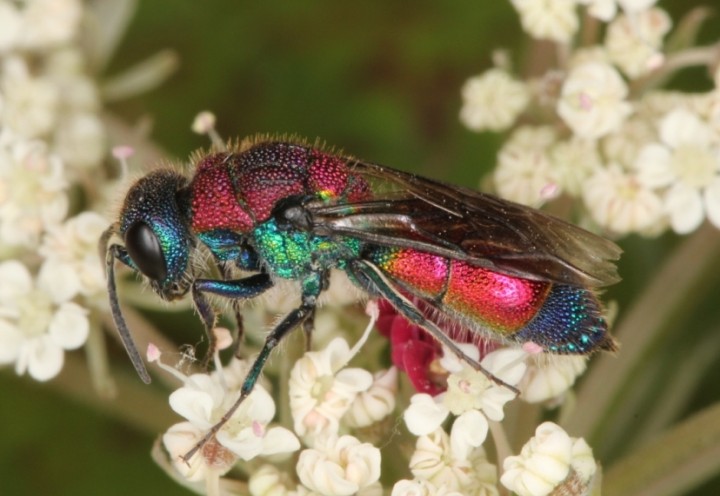 Chrysis viridula female 2 Copyright: Peter Harvey