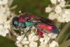 Chrysis viridula female 2