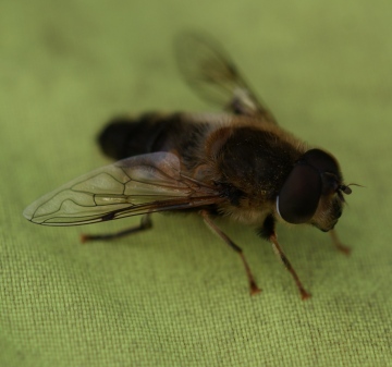 Eristalis pertinax Copyright: Robert Smith