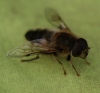 Eristalis pertinax Copyright: Robert Smith