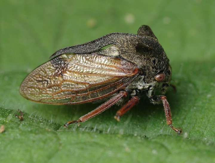 Centrotus Copyright: James Northfield