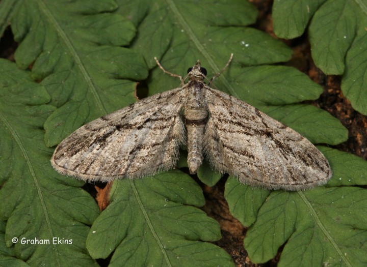 Cypress Pug 2 Copyright: Graham Ekins