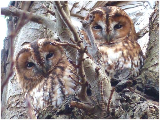 Tawny Owl 1 Copyright: Ralph Hancock