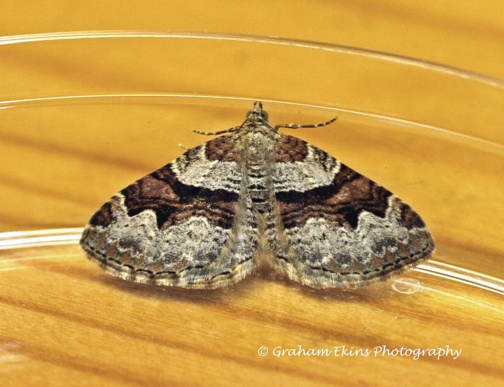 Flame Carpet  Xanthorhoe designata 1 Copyright: Graham Ekins