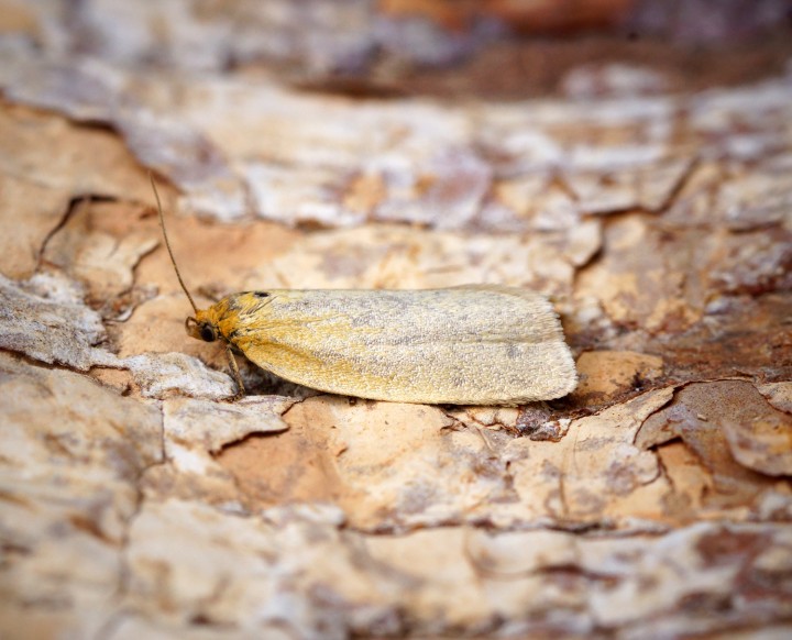 Zelotherses paleana Copyright: Ben Sale