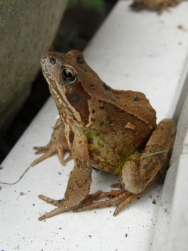 Common Frog on my doorstep Copyright: Sue Grayston