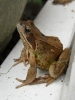 Common Frog on my doorstep Copyright: Sue Grayston