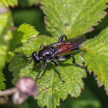 Brachypalpoides lentus 2 Copyright: Geoff Vowles