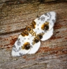Clouded Magpie Copyright: Ben Sale