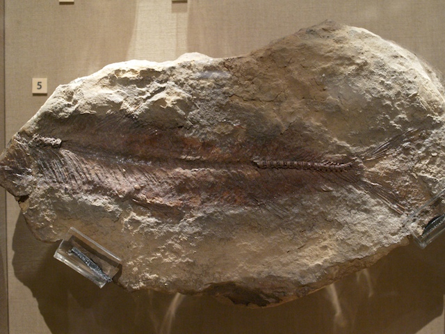 Fish preserved in laminated clay at Marks Tey Brick Pit Copyright: Gerald Lucy (specimen in Colchester Natural History Museum)