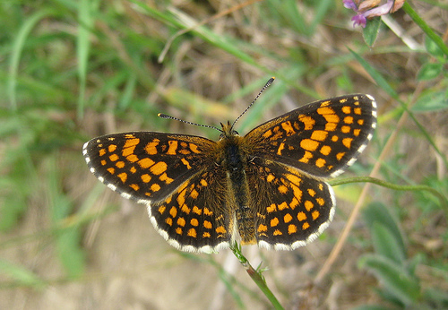 Heath Fritillary. Copyright: Stephen Rolls