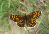 Heath Fritillary.