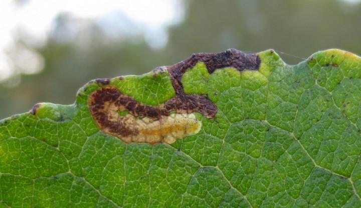 Stigmella salicis Copyright: Stephen Rolls