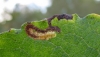 Stigmella salicis Copyright: Stephen Rolls