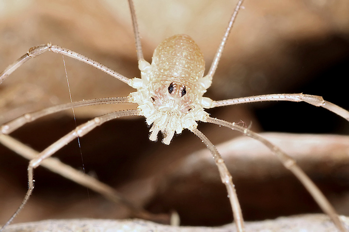 Rilaena triangularis - juvenile3 (1 May 2011) Copyright: Leslie Butler