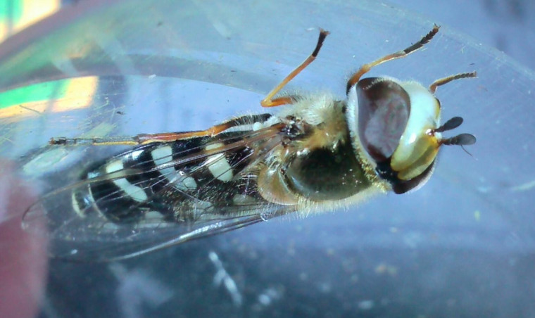 Pied Hoverfly - Scaeva pyrastri Copyright: Roger Legg