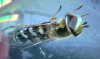 Pied Hoverfly - Scaeva pyrastri 