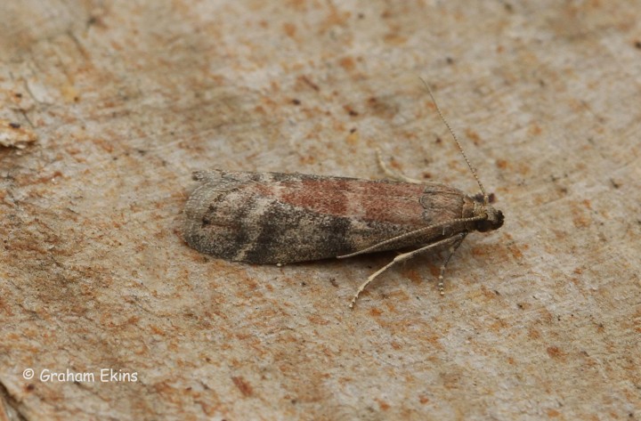 Ephestia unicolorella ssp woodiella Copyright: Graham Ekins