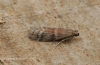 Ephestia unicolorella ssp woodiella 