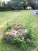 Ovington Hall Sarsen Stone with covering of moss (2021) 