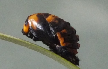 Coccinella 7-punctata pupa Copyright: Peter Pearson