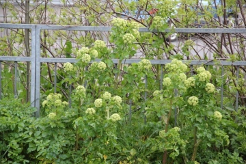 Alexanders in flower Copyright: Peter Harvey