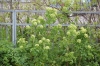 Alexanders in flower