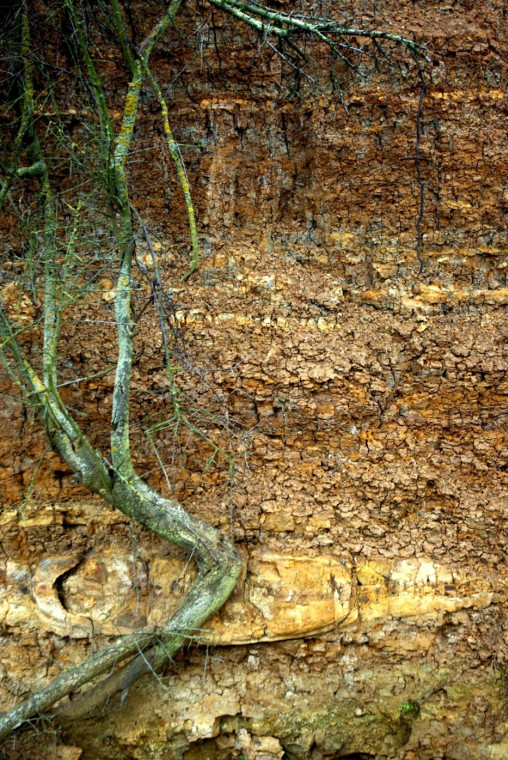 Harkstead Eocene Ash Bands Copyright: William George