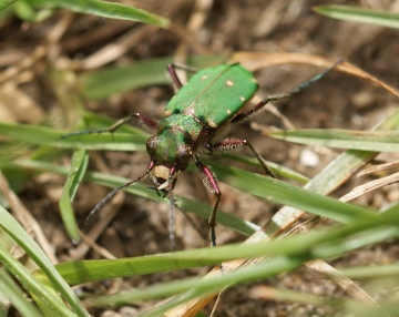 Cicindela campestris 01 Copyright: Robert Smith