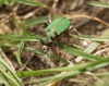 Cicindela campestris 01 Copyright: Robert Smith