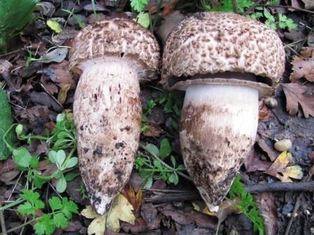 Agaricus lanipes Copyright: Graham Smith