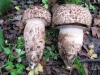 Agaricus lanipes 