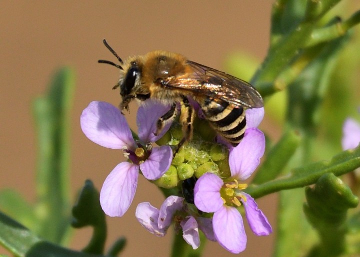 A mining Bee (Colletes halophilus) 09-10-2020 on sea rocket Copyright: Malcolm Riddler