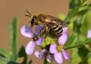 A mining Bee (Colletes halophilus) 09-10-2020 on sea rocket 
