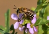 A mining Bee (Colletes halophilus) 09-10-2020 on sea rocket Copyright: Malcolm Riddler