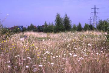 WestThurrock PFA-North Lagoon flower-rich Copyright: Peter Harvey