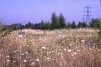 WestThurrock PFA-North Lagoon flower-rich 