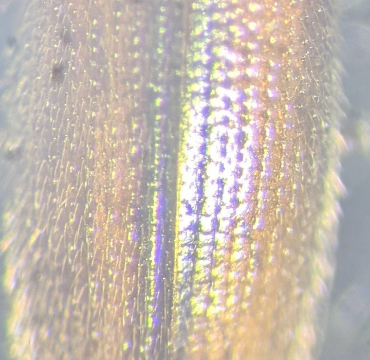 Agriotes pallidulus pronotum microsculpture Copyright: Robert Smith