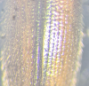 Agriotes pallidulus pronotum microsculpture 