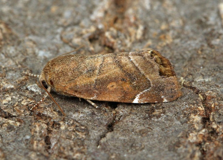 Lesser-spotted Pinion  Cosmia affinis Copyright: Graham Ekins