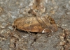 Lesser-spotted Pinion  Cosmia affinis Copyright: Graham Ekins