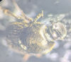 Onthophagus joannae vertex keel