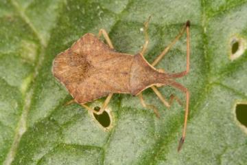 Syromastus rhombeus Copyright: Peter Harvey