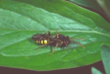 Nomada marshamella Copyright: Peter Harvey